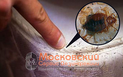 как выглядит постельный клоп как выглядит постельный клоп