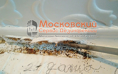 уничтожение клопов в Раменском