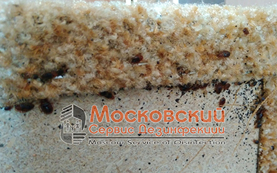 клопы в диване Раменское