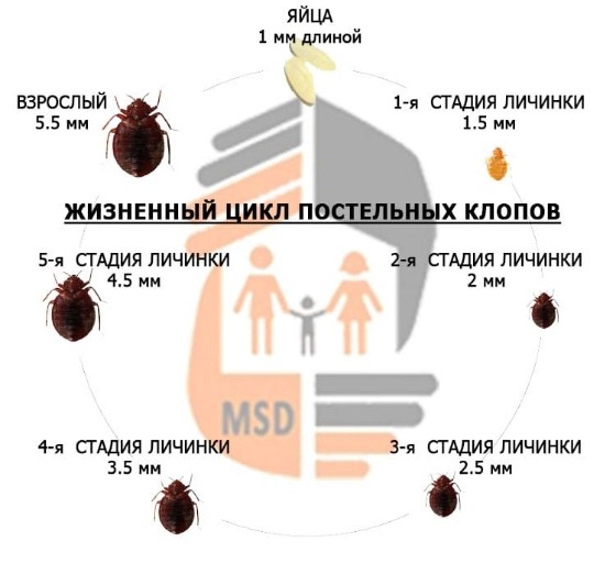 дезинфекция клопов в Раменском